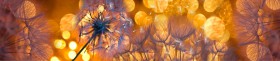 Кухонный фартук Мерцание Одуванчики золотистые 3 серебро в Волгограде - volgograd.katalogmebeli.com | фото